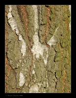 Birtch Tree Bark
