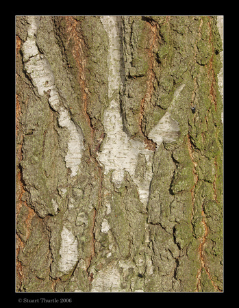 Birtch Tree Bark